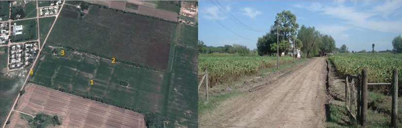 Patrón morfológico de parcela de soja sobre antiguo campo  hortícola. Distrito Recreo.